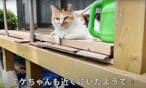 ミケちゃんも近くに