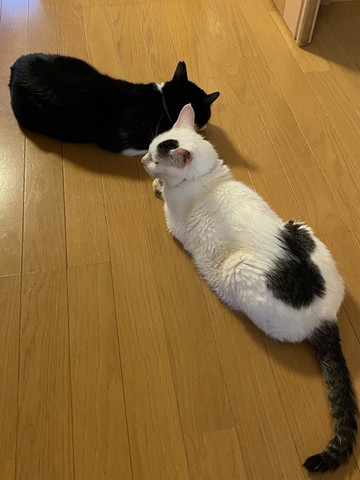 見つめ合う猫遠く