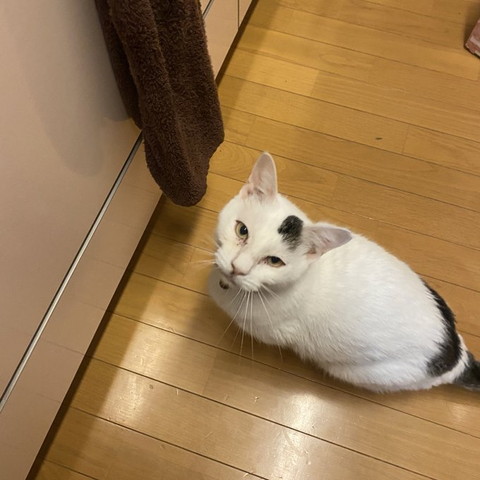 座って見上げる猫