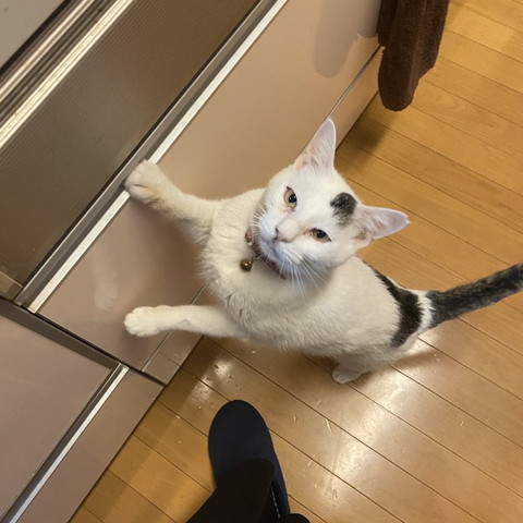 冷蔵庫につかまり立ち猫