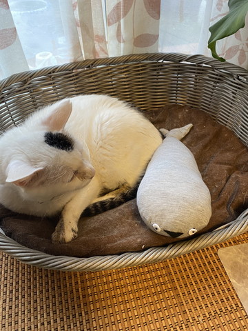 ぬいぐるみと猫