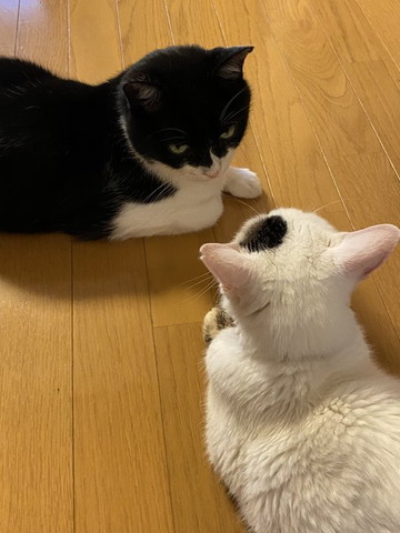 見つめ合う猫近く