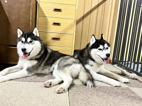 舌だして伏せする2匹のワンコ