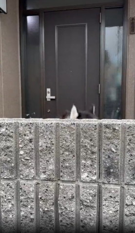 塀から見えるワンコの耳