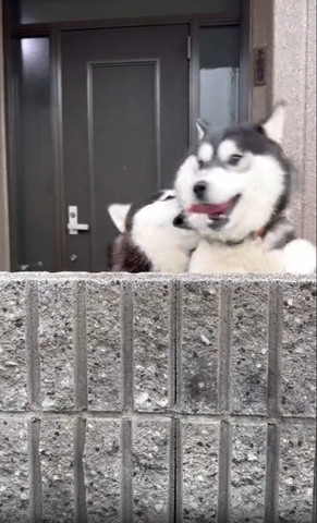 右のワンコ舌だして画面左側見てる