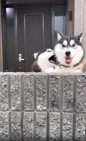 右のワンコ舌だして正面見てる