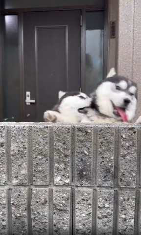 右のワンコ舌だして画面右側に傾く