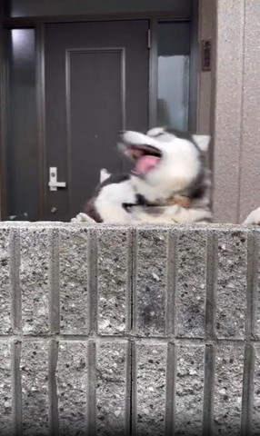 塀の前で荒ぶるワンコ