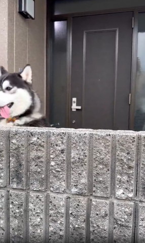 塀の左側にワンコ