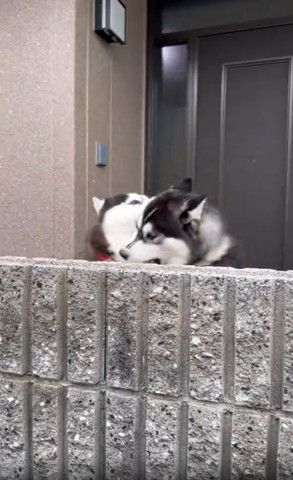 左の噛むワンコと下向く右ワンコ