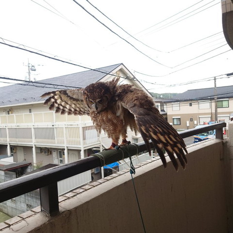 西川貴教フクロウ