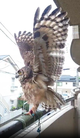 羽を上に伸ばすフクロウ