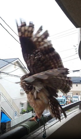 翼ぶれてるフクロウ