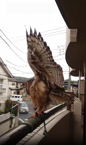 羽広げて姿勢低くしてるフクロウ