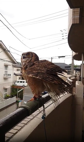 空を見上げるフクロウ
