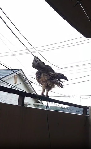 羽広げてるフクロウ下から