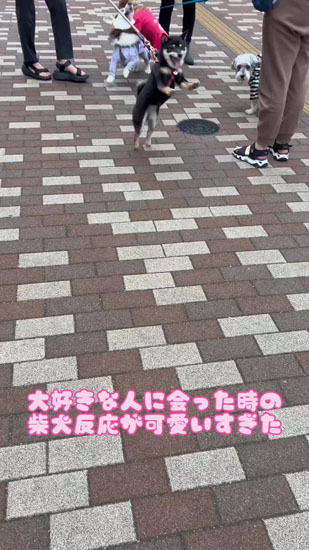 好きな人を見つける黒柴