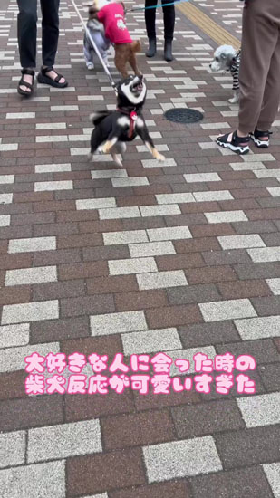 走り出すごまちゃん