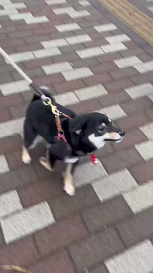 飛行機耳になるごまちゃん