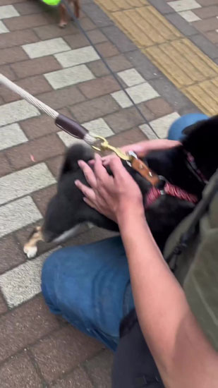 飛びつくごまちゃん