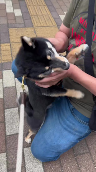 顔を振るごまちゃん