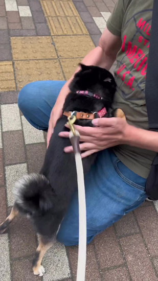 わしゃわしゃされるごまちゃん