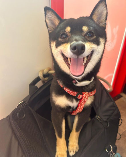 ニコニコごまちゃん