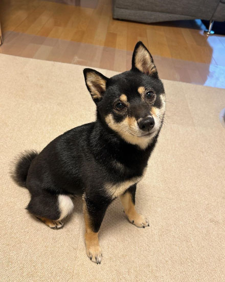 ご飯を待つごまちゃん