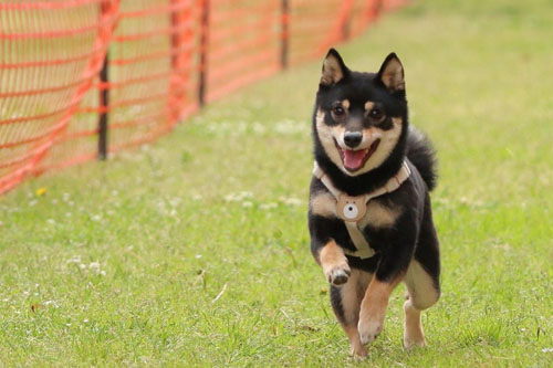 走るごまちゃん