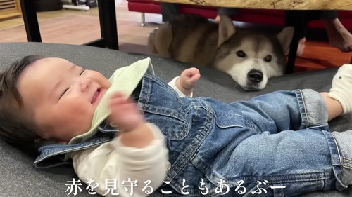 赤ちゃん見守るハスキー