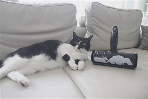 ぱくぱくローラーと猫