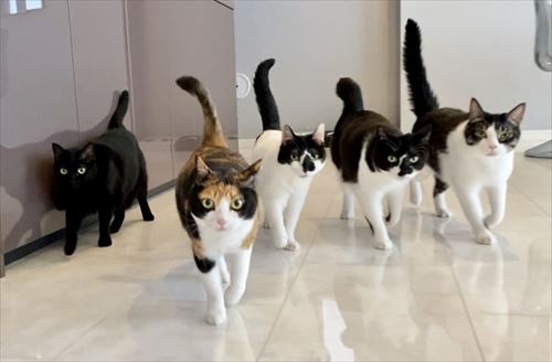 猫たち