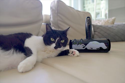 ぱくぱくローラーと猫
