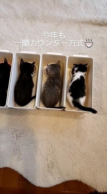 一蘭式でゴハンを食べる保護子猫たち