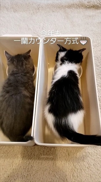 ケースの中でゴハンをたべる黒白子猫