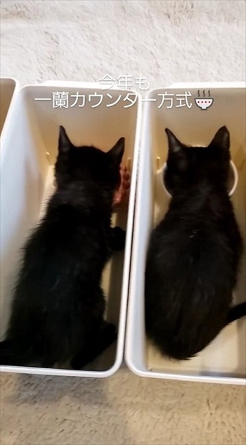 ケースの中でゴハンをたべる黒猫