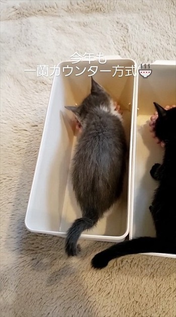 ゴハンを食べるグレーの子猫