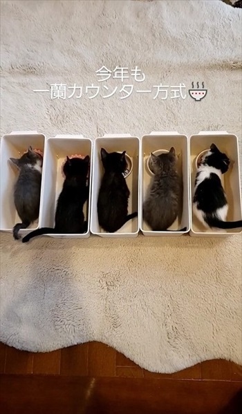 保護子猫5匹のかわいい後ろ姿