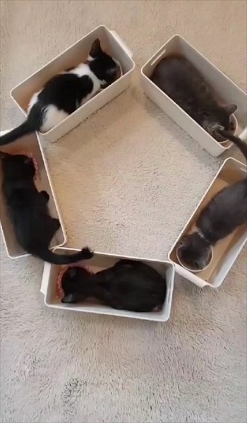 メリーゴーランド形式でゴハンを食べる保護子猫たち
