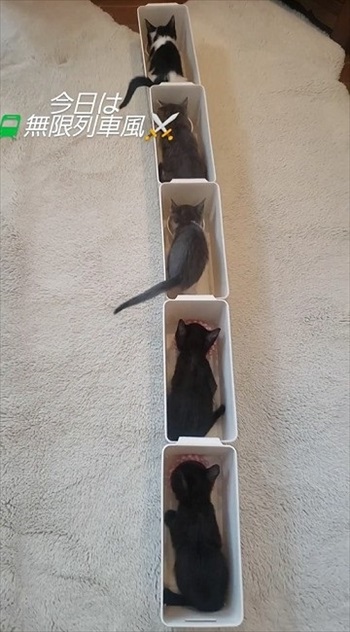 無限列車形式でゴハンを食べる保護子猫たち