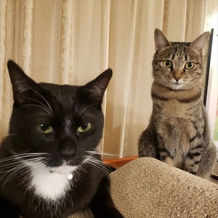 先住猫の2匹の正面画像