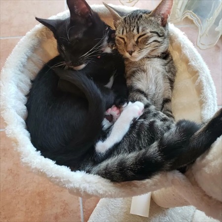 キャットタワーでくつろぐ先住猫2匹