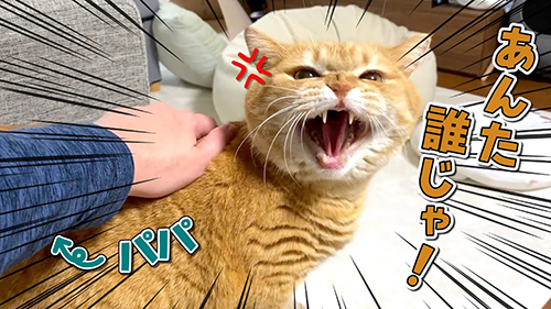 猫がシャーしている表情のサムネイル