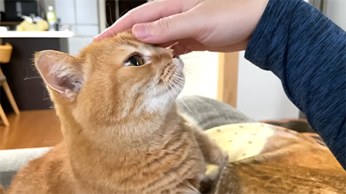 頭ごっつんするマンチカン