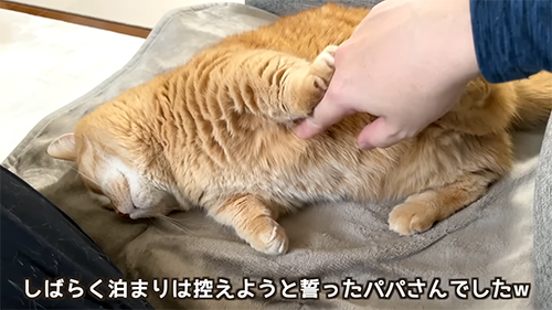 外出は控えようと決めたパパとマンチカン