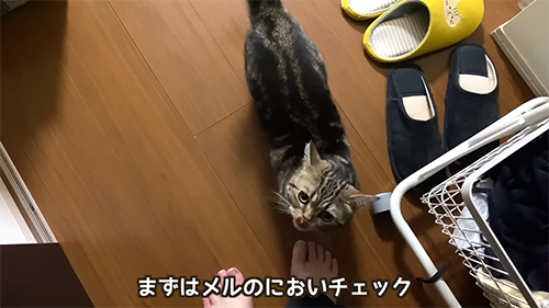 においちぇっくするマンチカンの猫