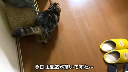 反応が薄い猫