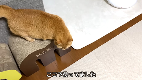 待っていたマンチカン
