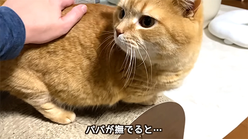 パパがなでた後のマンチカン