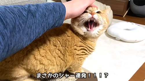 シャー連発するマンチカン